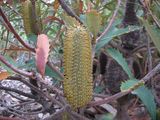 Banksia conferta ssp conferta