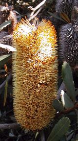 Banksia conferta ssp penicillata