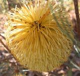 Banksia sphaerocarpa var dolichostyla