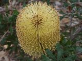 Banksia epica