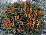 Banksia ericifolia 'Little Eric'