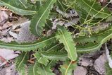 Banksia gardneri var brevidentata