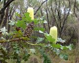 Banksia grandis