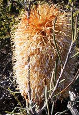 Banksia grossa