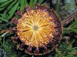 Banksia spinulosa 'Honeypots'