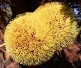 Banksia laevigata ssp fuscolutea