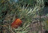 Banksia occidentalis