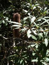 Banksia paludosa