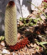 Banksia petiolaris