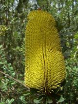 Banksia praemorsa