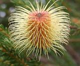 Banksia pulchella