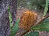 Banksia quercifolia