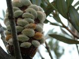 Banksia saxicola