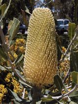 Banksia sceptrum