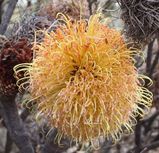 Banksia sphaerocarpa var caesia
