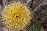 Banksia sphaerocarpa var sphaerocarpa