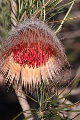 Banksia splendida