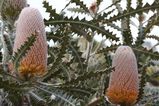 Banksia victoriae