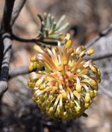 Banksia violacea