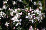 Boronia citriodora