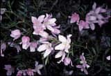 Boronia floribunda