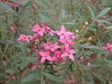 Boronia fraseri