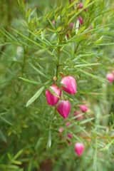 Boronia heterophylla