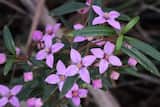 Boronia ledifolia