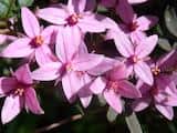 Boronia mollis