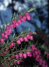 Boronia molloyae