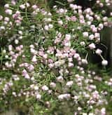 Boronia muelleri