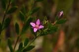 Boronia parviflora