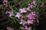 Boronia thujona