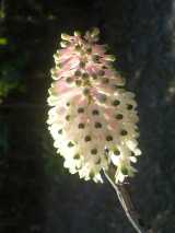 The Bottlebrush Orchid is an epiphytic orchid from Queensland. It usually grows on trees but sometimes grows as a lithophyte on rocks. It produces clusters of white and pink flowers with green tips...