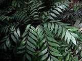 The Zamia Fern is a cycad with smooth edged leaves growing straight from the underground tuber with about seven branches on mature leaf. The individual leaflets are in bipinnate arrangement around...
