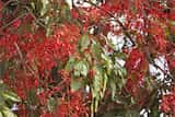 Brachychiton acerifolius