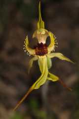 The Arrowsmith Spider Orchid is a perennial terrestrial orchid native to Western Australia. The plant flowers is spring from August to September. It has bright yellowish green sepals and petals. The...