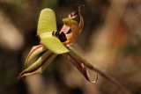 The Ant Orchid is a fairly small West Australian orchid with yellowish or greenish lateral sepals and petals which have a reddish band down the centre. The narrow red and green striped petals and...