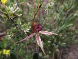 The Clubbed Spider Orchid is a terrestrial orchid. The plant produces one or two flowers that grow to about 7 cm across. The flowers have long narrow sepals and give rise to the common name of Spider...