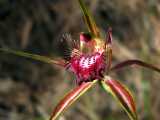 The Carousel Spider Orchid is an attractive orchid with reddish petals and sepals edged with green. Like other Caladenias it has long narrow sepals with the dorsal sepal arching over the red...