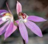 The Pink Fingers Orchid is a terrestrial orchid from eastern Australia. As its name suggest the flowers are pink, although some plants bear almost white flowers. The flowers are about 2 cm across,...