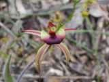 The Plain-lip Spider Orchid is a ground growing orchid that flowers in spring. Usually a single flower is produced (rarely two flowers). The spider flower has narrow petals and sepals to 5 cm long...