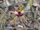 Caladenia clavigera