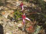The Red Cross Spider Orchid is a member of the Caladenia genus of spider orchids. Flowering is in spring from august to October. The plant produces a single deep red flower (sometimes two flowers)...
