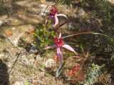 Caladenia cruciformis