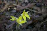 The Cowslip Orchid is a perennial yellow flowered orchid from Western Australia. The flowers are bright yellow and may have reddish markings on the dorsal sepal and lateral petals. Some plants...