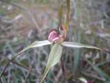 The Tawny Spider Orchid is an endangered orchid species from Victoria and South Australia. It is found in a restricted range in these states. Flowers are produced on stems that grow to 25 cm tall....