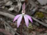 Dusky Fingers is a pink flowering terrestrial orchid from eastern Australia. It is similar in appearance to the Pink Fingers Orchid (Caladenia carnea ) but has smaller flowers and labellum lobes more...