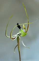 The Smooth-lipped Spider Orchid is an unusual spider orchid endemic to the south west of Western Australia. It has unusual red and green and yellowish flowers with long upwards curved lateral sepals....