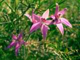 The Pink Fairy Orchid is a pink flowering perennial Australian native orchid. It produces star shaped flowers in spring from August to October. Flowers are usually pink, but paler and white flowering...